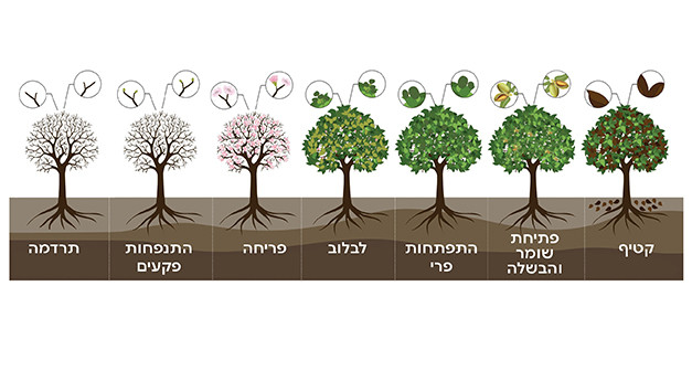 שלבי צמיחה שקד